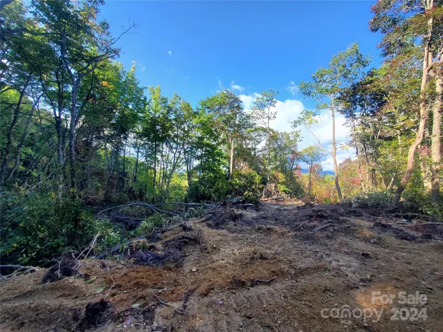 a view of a yard with plants and large trees