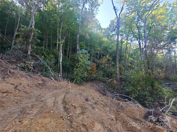 a view of a forest with trees