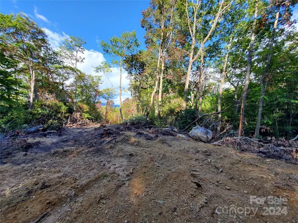 a view of a yard with plants and trees