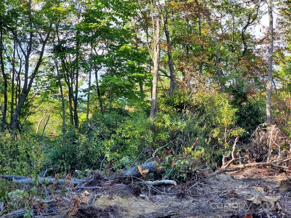 a view of tree