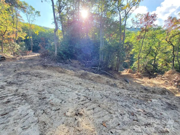 a view of a yard with trees