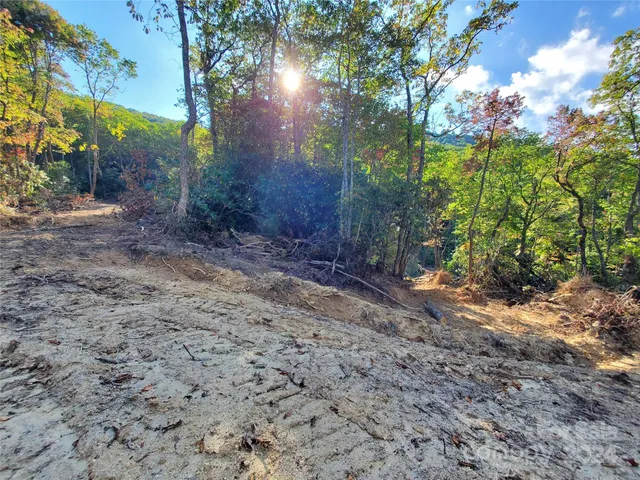 a view of a yard with plants and trees