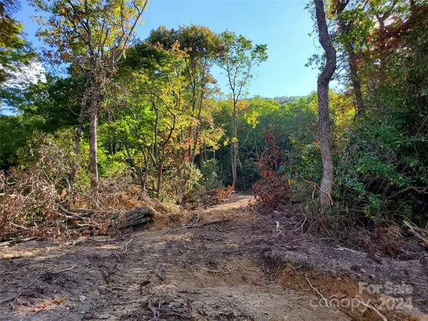a view of a forest that has large trees