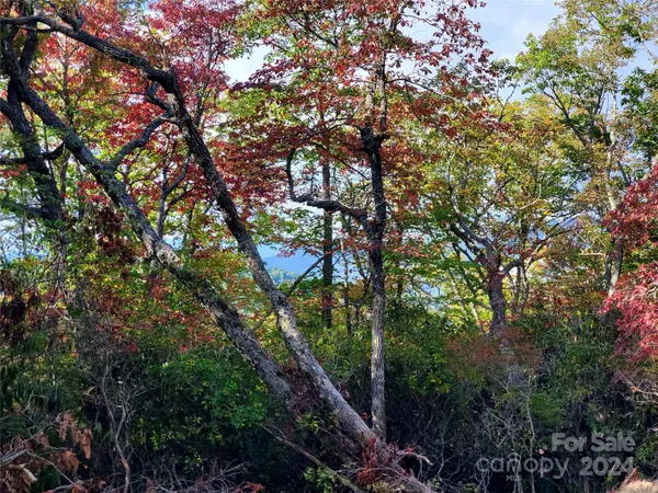 a picture of tree
