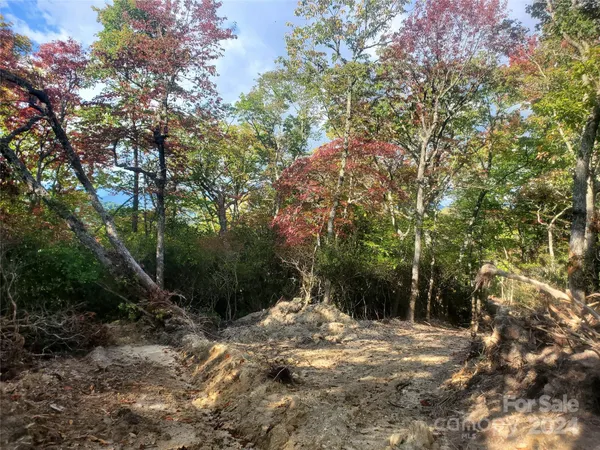 a view of a forest filled with trees