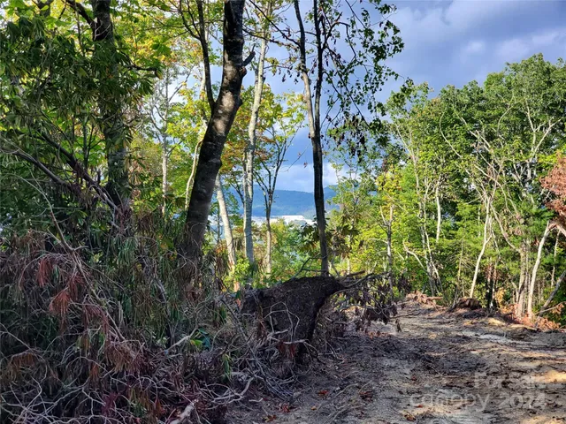 a plant view in yard
