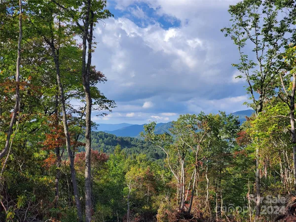 a view of a tree with lots of bushes