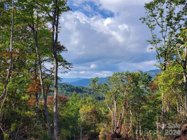 a view of a tree with lots of bushes