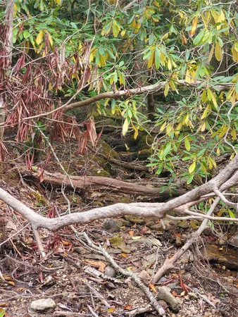 a view of a tree with a yard