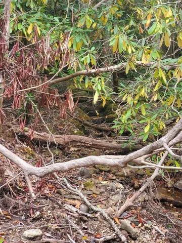 a view of a tree with a yard
