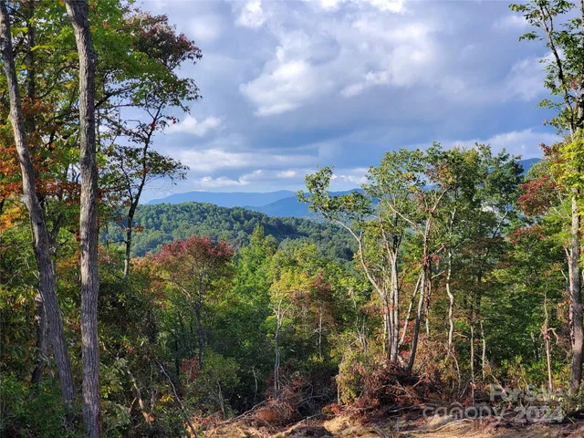 a view of a bunch of trees