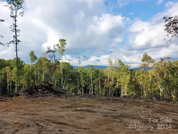 a view of a yard with plants and large trees