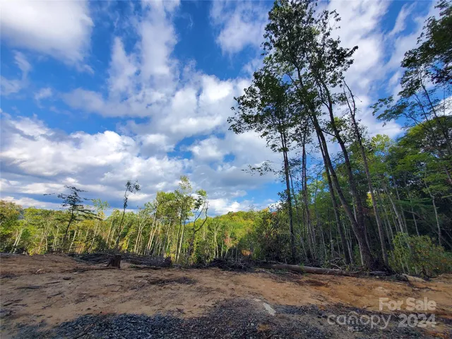 a view of a yard with plants and trees