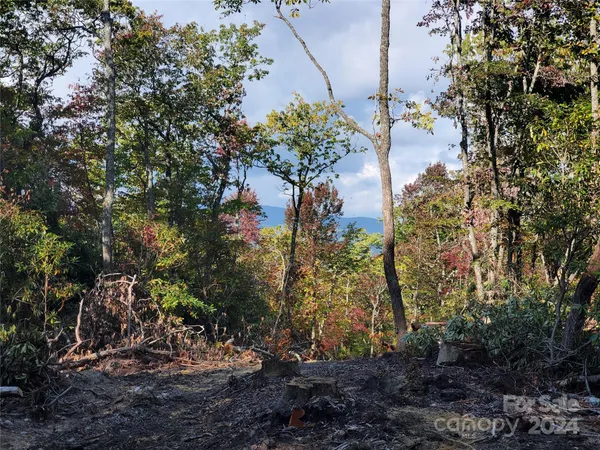 a view of a tree with yard