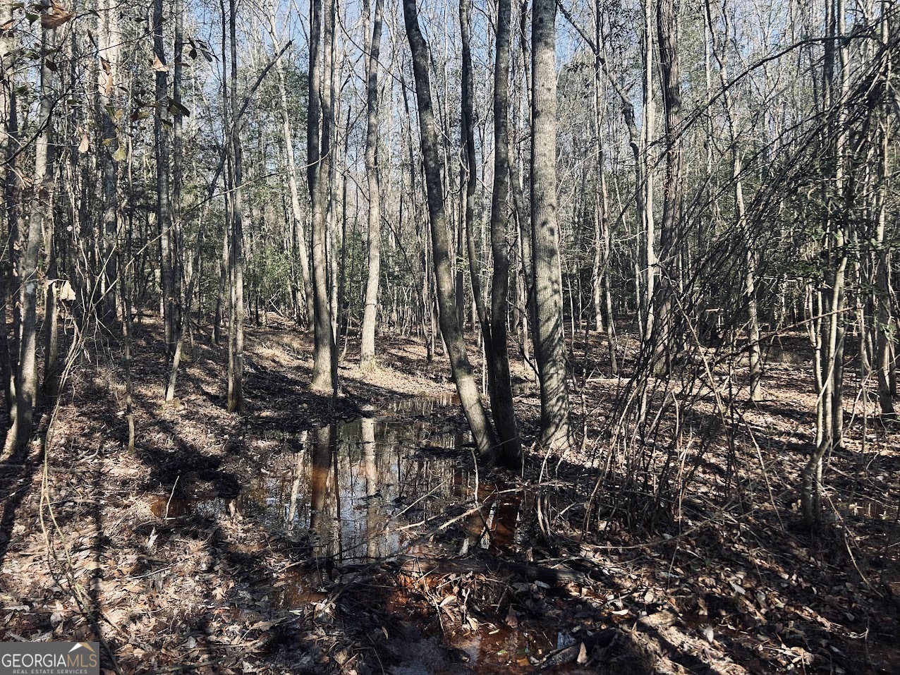 0 Fouche Road, Unit LOT 2B & 2C Buena Vista, GA 31803 - Photo 23 of 40