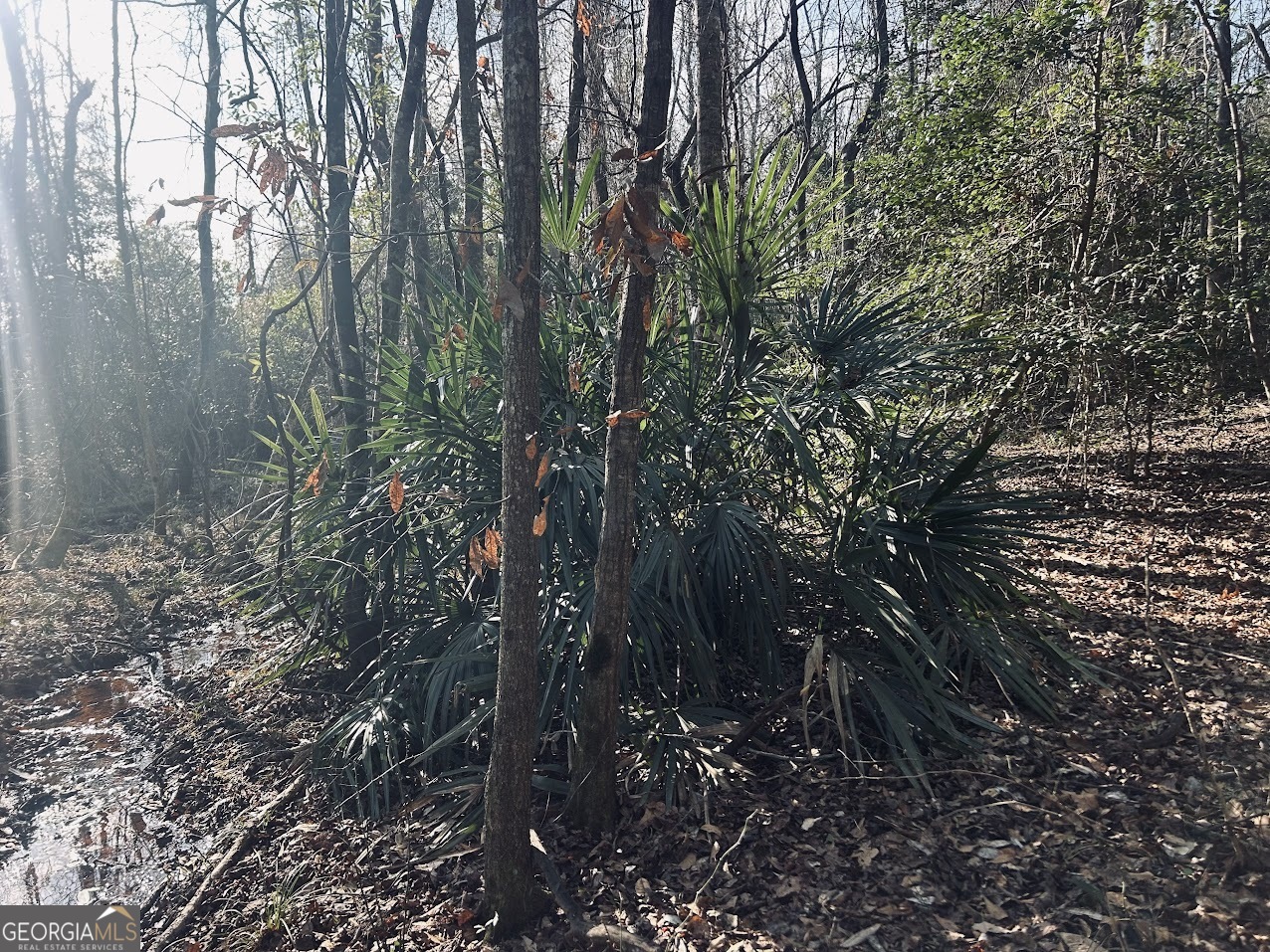 0 Fouche Road, Unit LOT 2B & 2C Buena Vista, GA 31803 - Photo 24 of 40