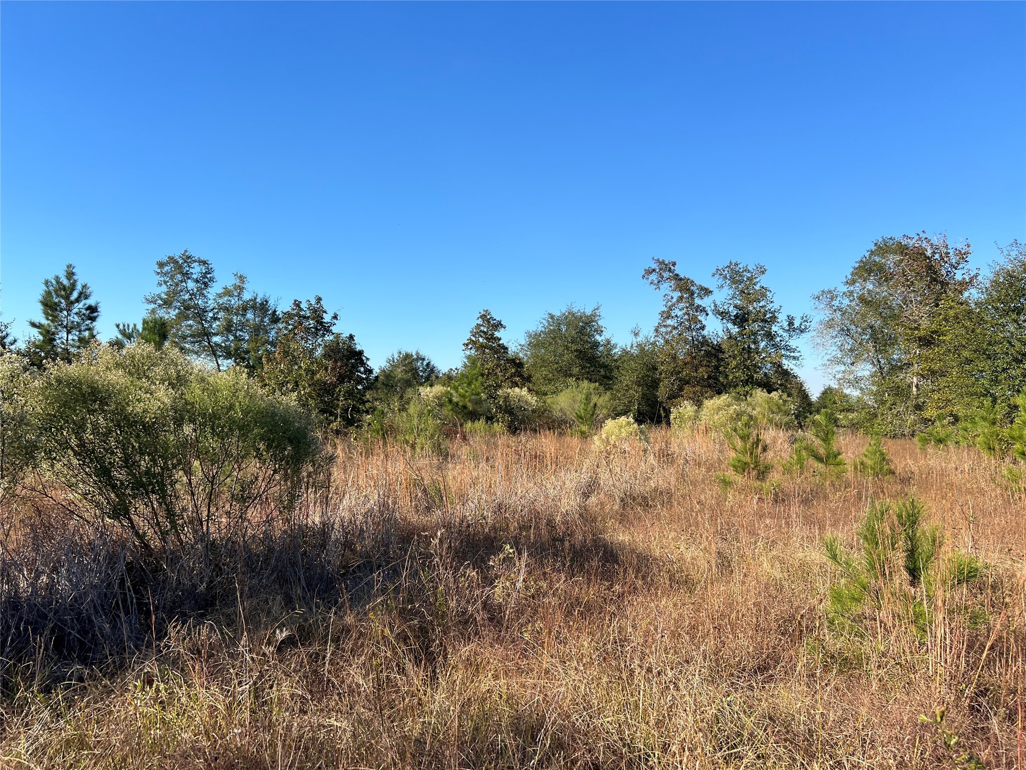 3711 Felix Currie Road Point Blank, TX 77364 - Photo 2 of 21 a view of a lake in between the bunch of trees