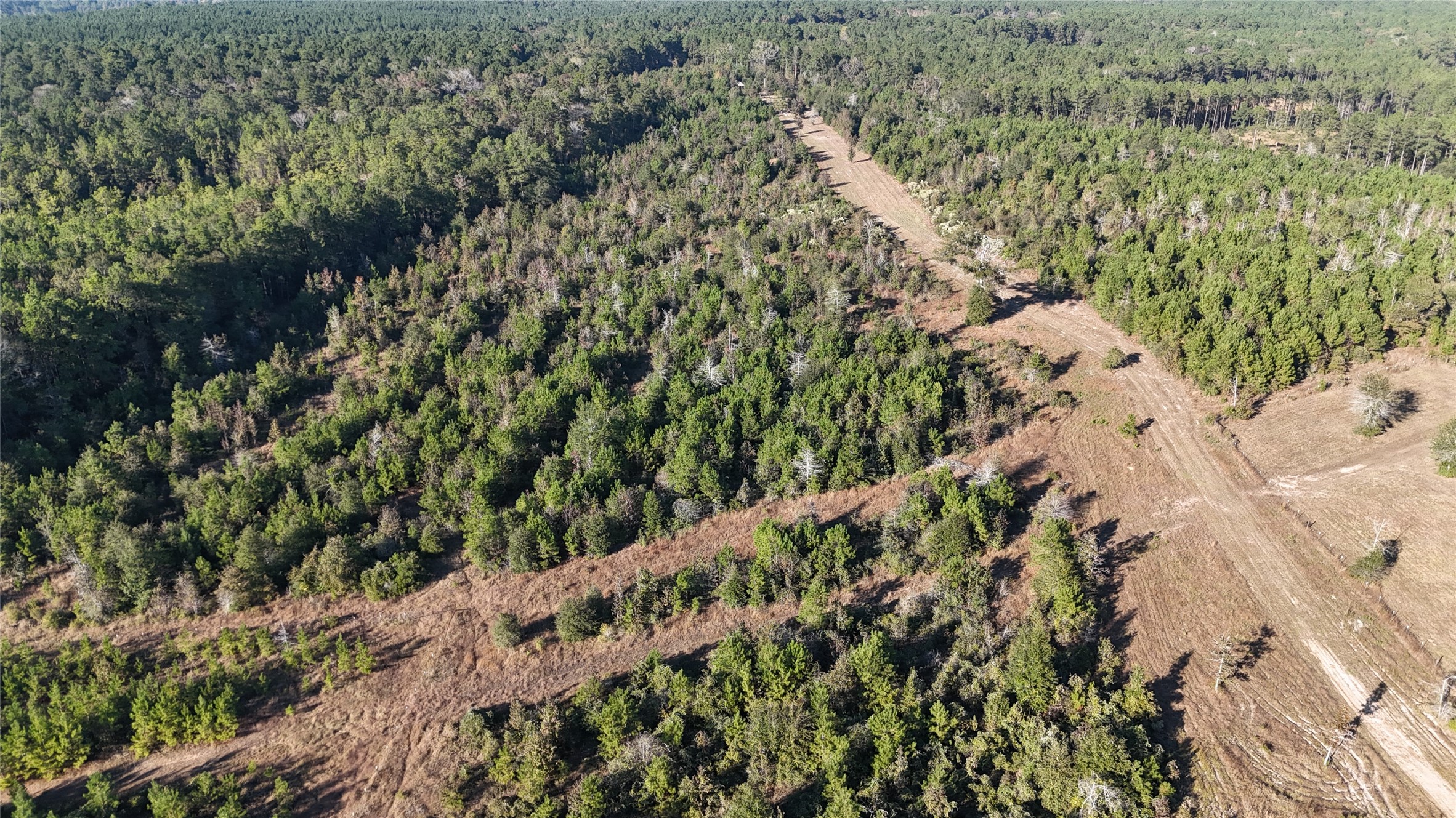 3711 Felix Currie Road Point Blank, TX 77364 - Photo 21 of 21 a view of a garden with a plant
