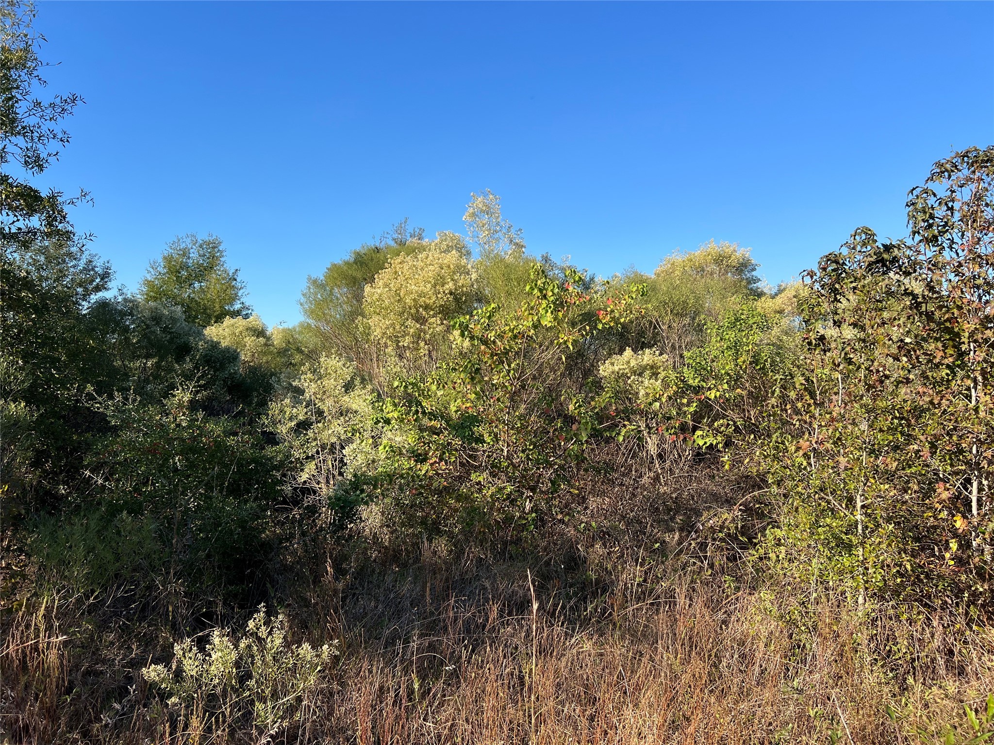3711 Felix Currie Road Point Blank, TX 77364 - Photo 7 of 21 a view of a field of grass and trees