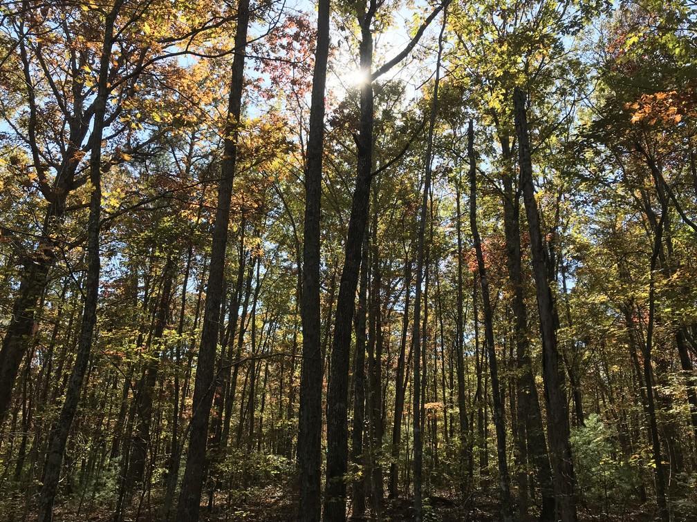 95 East Bluff Road Pikeville, TN 37367 - Photo 22 of 27 IMG_0544