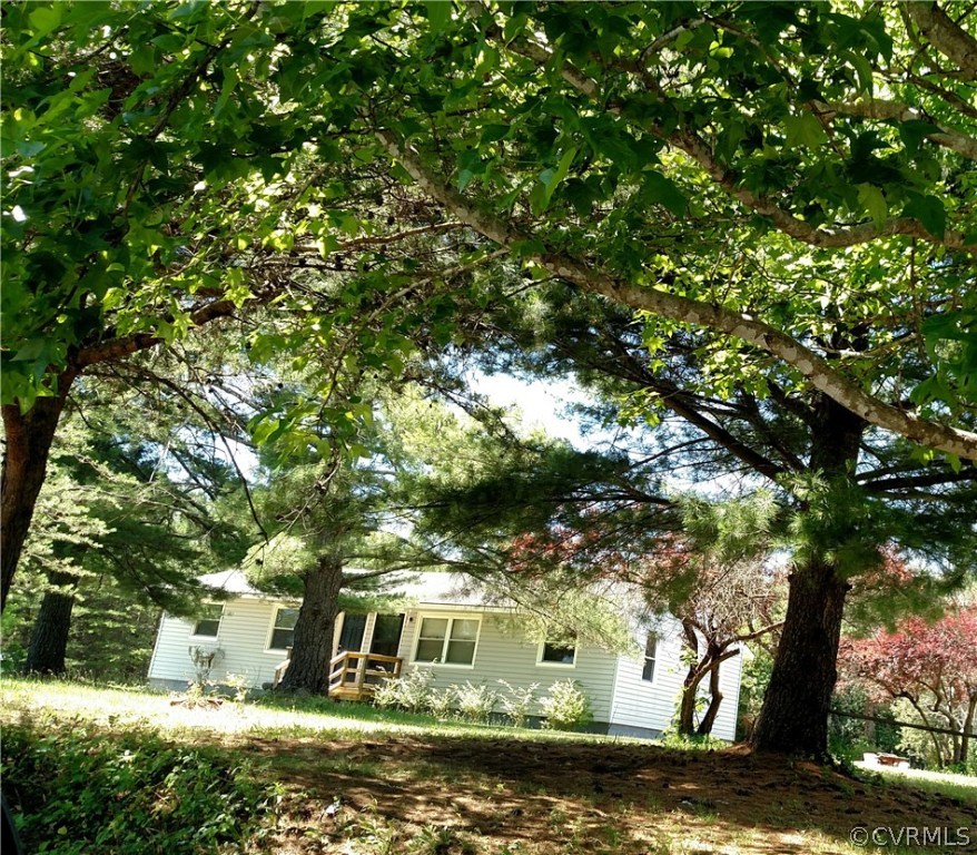 a view of a yard with plants and large trees
