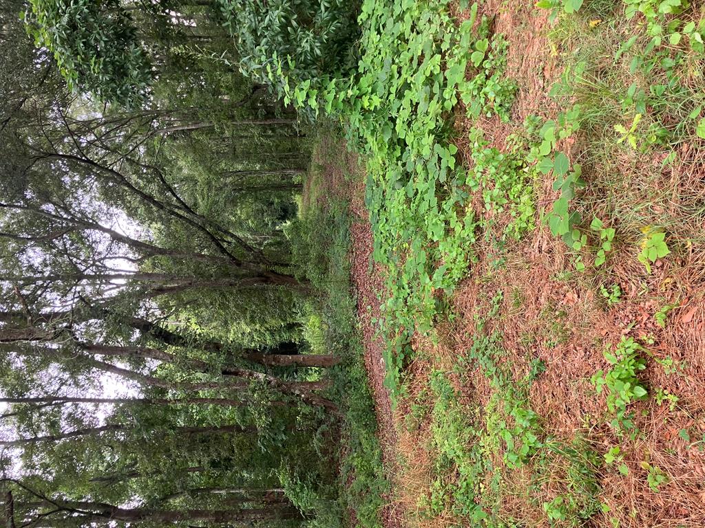 7-acres West Reeves Street Slocomb, AL 36375 - Photo 4 of 4