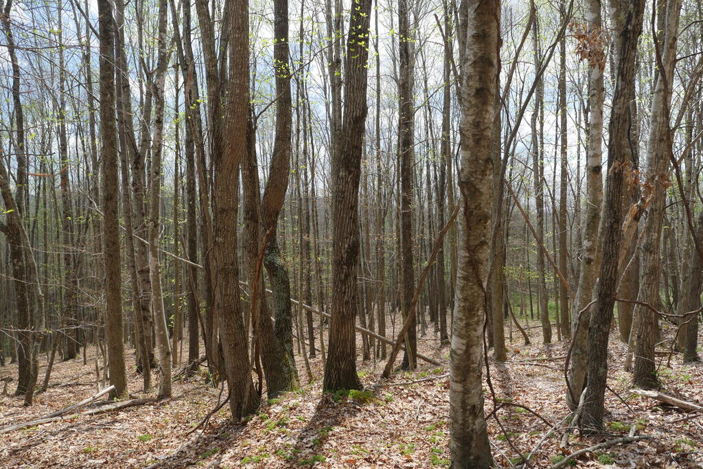 4020 Freestone Valley Road Tannersville, VA 24377 - Photo 85 of 109 Gallery Image 85