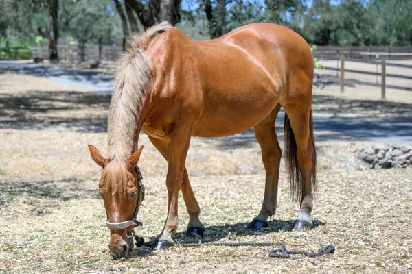 $6,995,000 | 100 Trinity Road, Glen Ellen, CA 95442