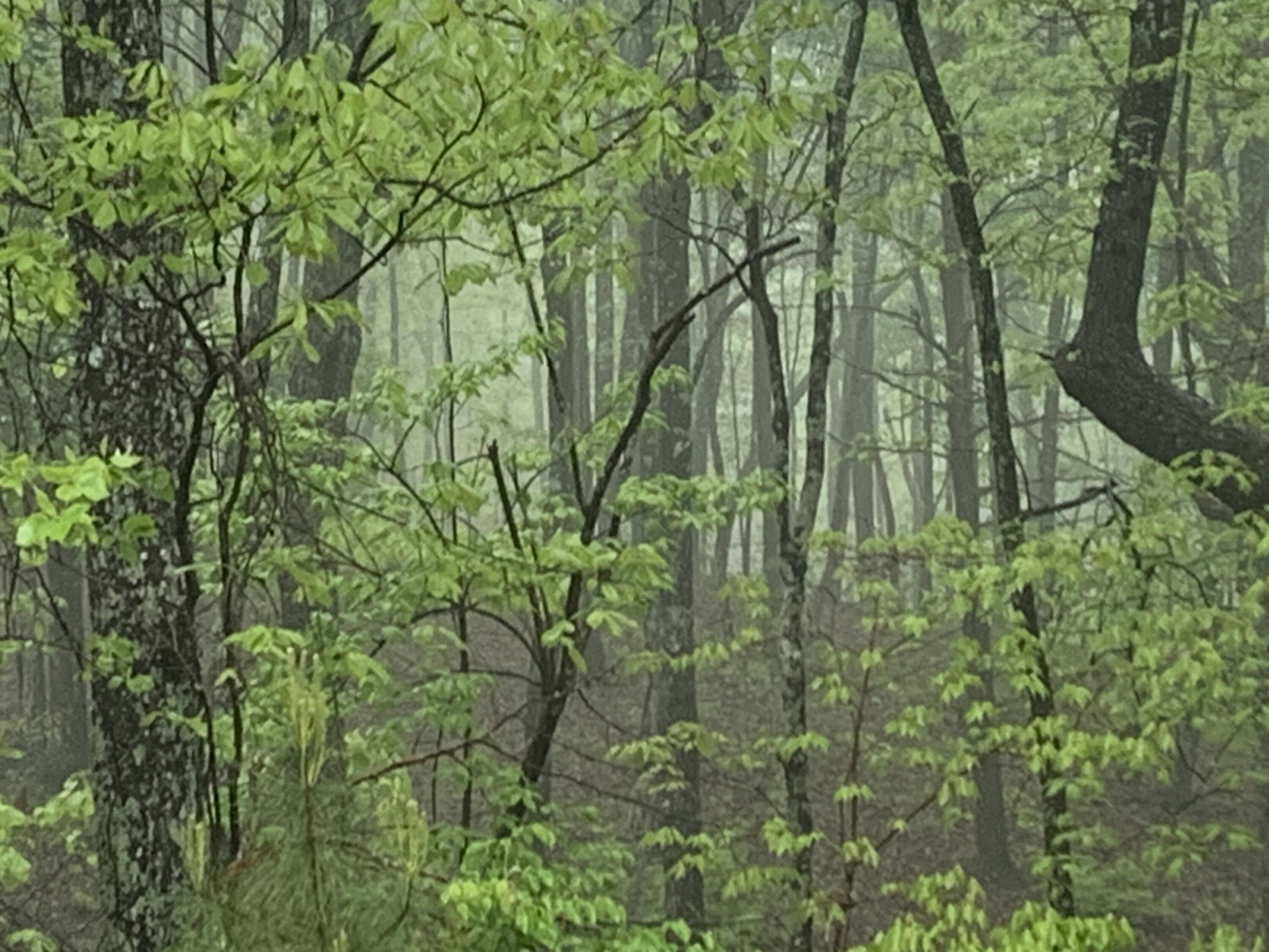 225 Prospectors Way Jasper, TN 37347 - Photo 2 of 29