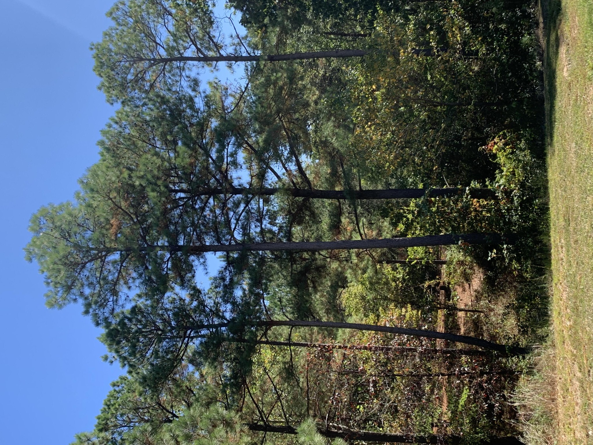 225 Prospectors Way Jasper, TN 37347 - Photo 24 of 29