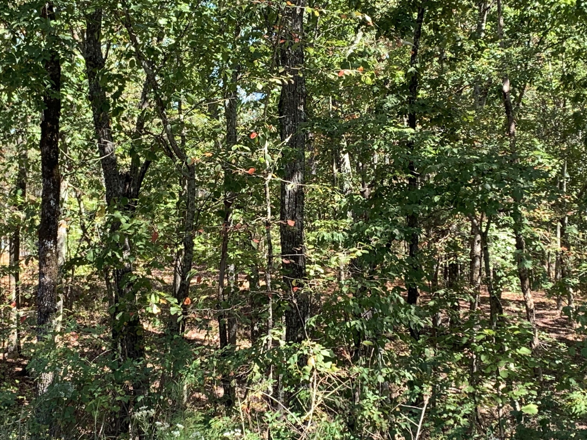 225 Prospectors Way Jasper, TN 37347 - Photo 25 of 29