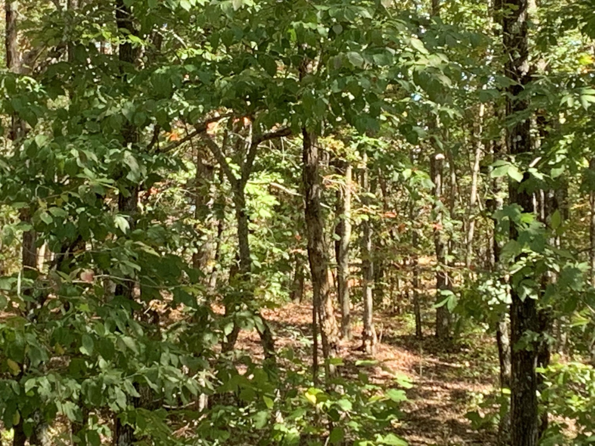 225 Prospectors Way Jasper, TN 37347 - Photo 28 of 29