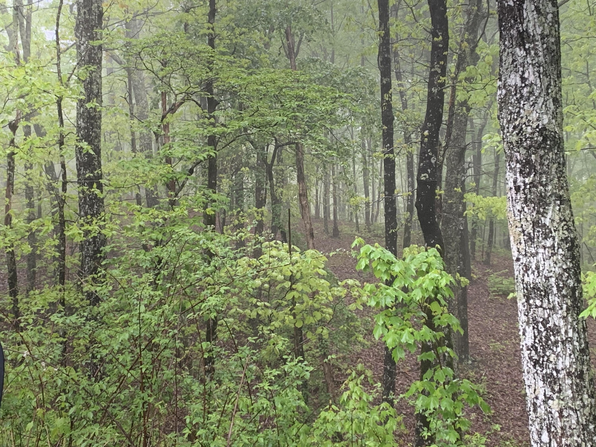 225 Prospectors Way Jasper, TN 37347 - Photo 4 of 29