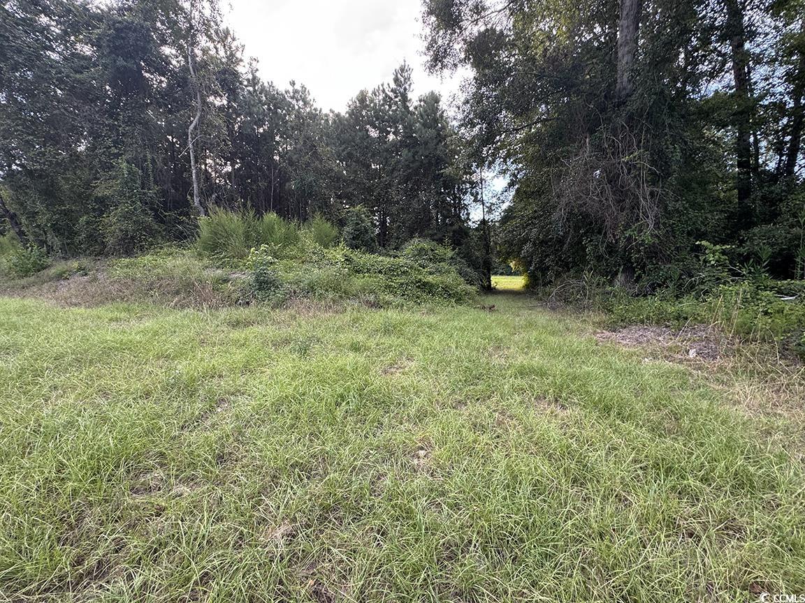 Tbd Tbd Dead Ridge Road Nichols, SC 29581 - Photo 3 of 7