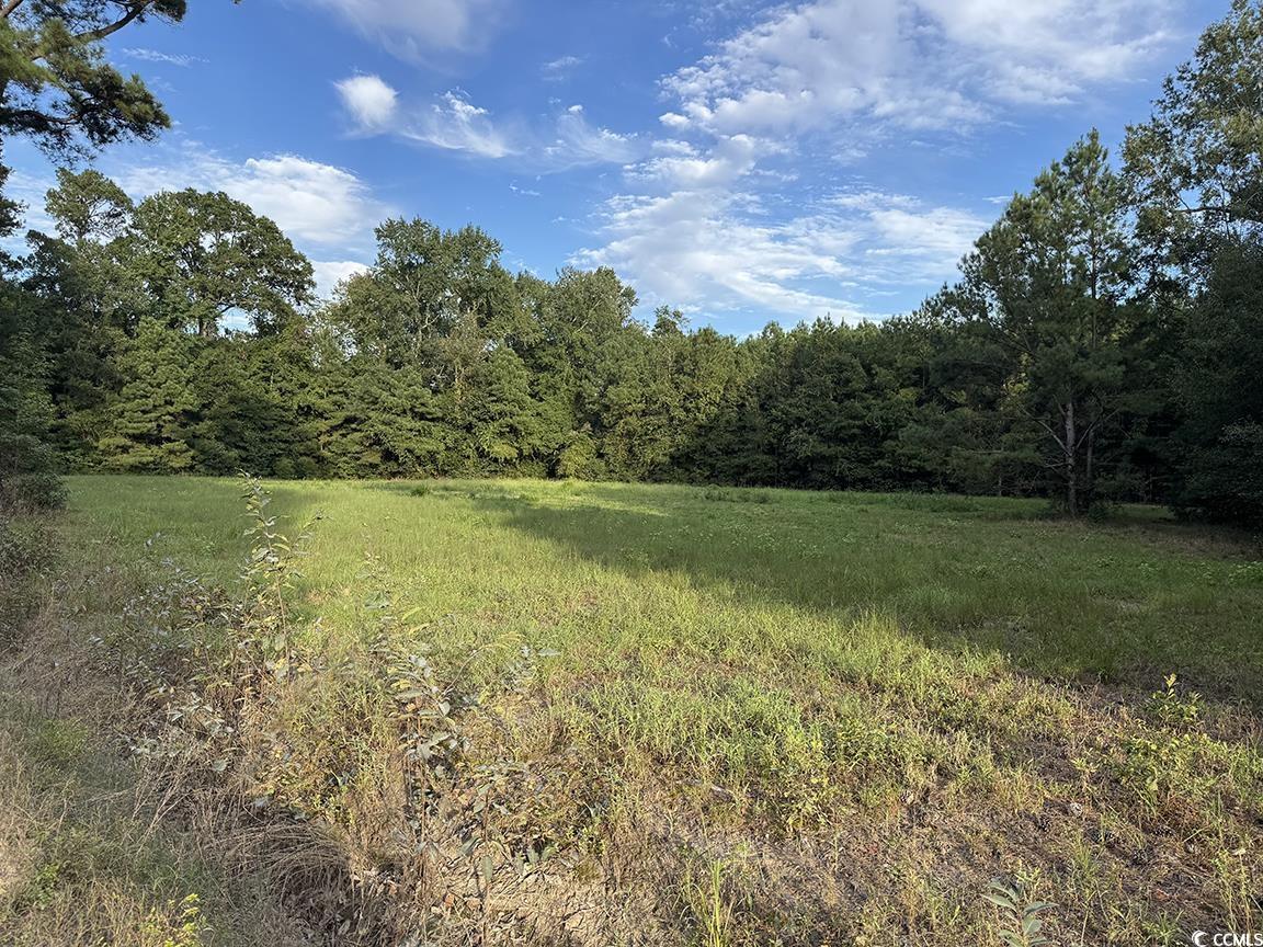 Tbd Tbd Dead Ridge Road Nichols, SC 29581 - Photo 5 of 7