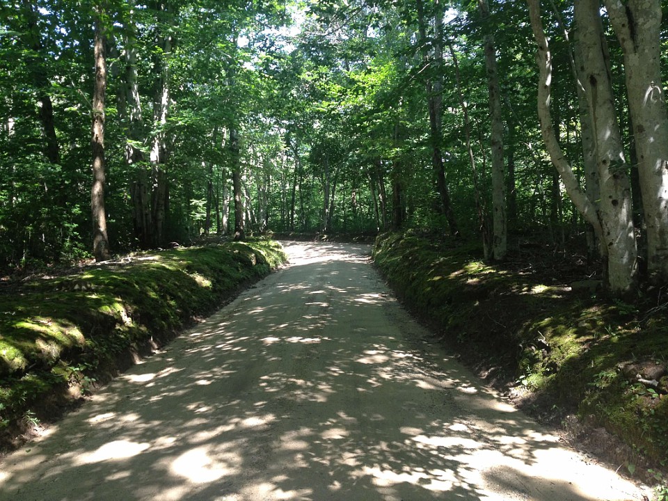 38 Forest Road Vineyard Haven, MA 02568 - Photo 30 of 31 Like driving through Sherwood Forest.