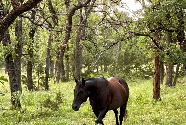 a close up of a plant in a pot