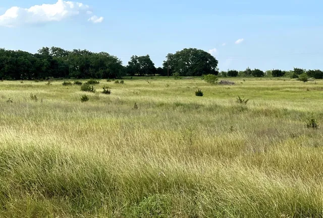 a view of a yard with plants and trees