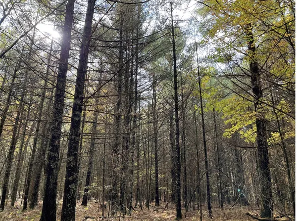 $64,500 | 6159 South Forman Road, Baldwin, MI 49304