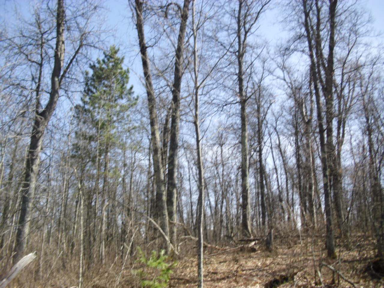 Lot 11 Wind Song Road Tomahawk, WI 54487 - Photo 4 of 13 Gallery Image 4