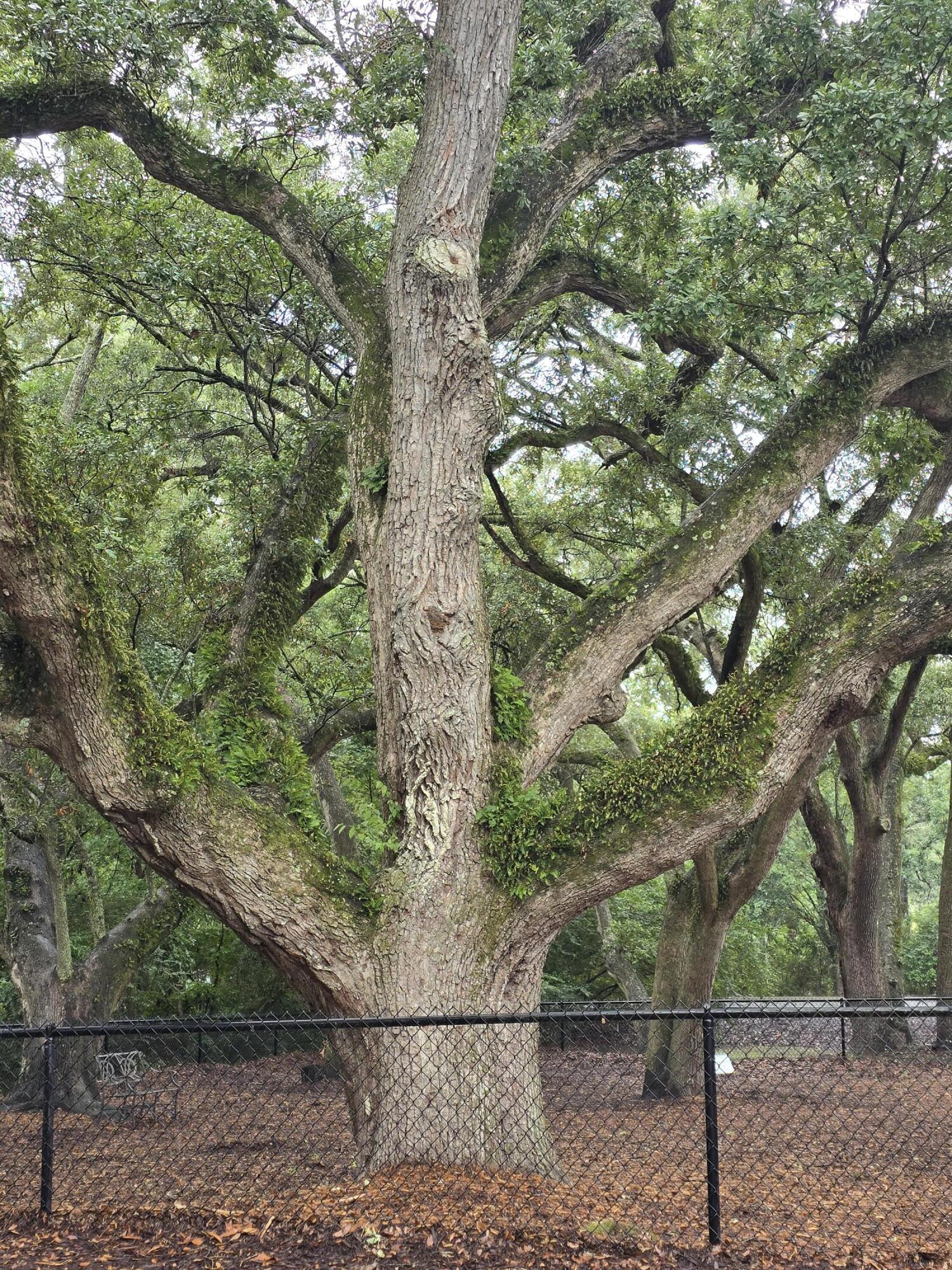 1755 Central Park Road, Unit 9107 Charleston, SC 29412 - Photo 33 of 41 Beautiful Dog Park!
