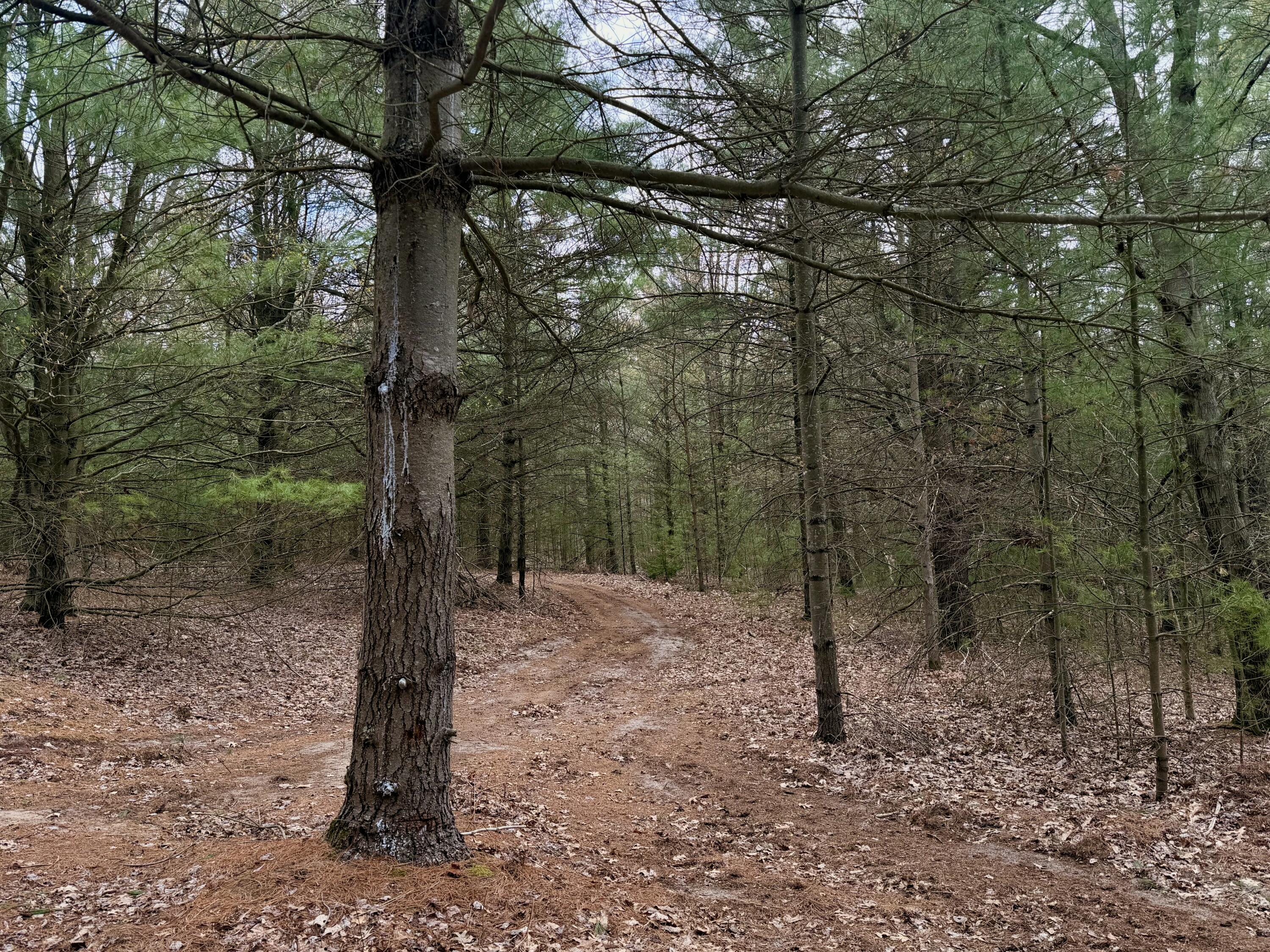 Vl South County Line Road West Manistee, MI 49660 - Photo 18 of 23 trail on property
