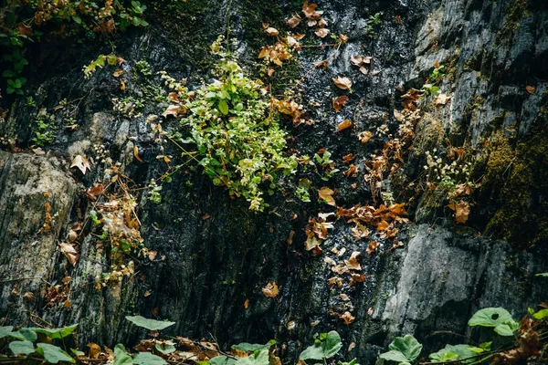 a view of a garden with a tree