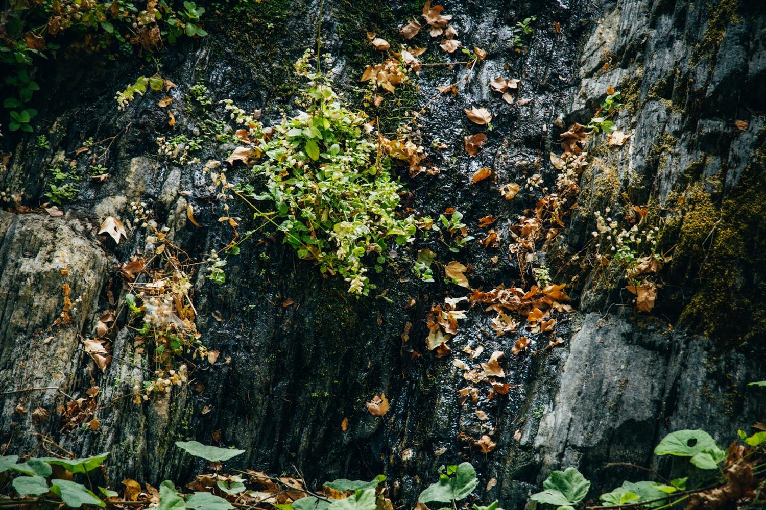 2095 Wild Goose Canyon Road Placerville, CA 95667 - Photo 14 of 20 a view of flowers