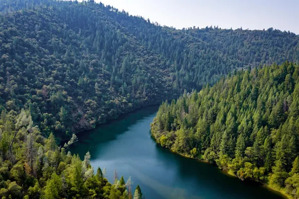 a view of a bunch of trees and bushes