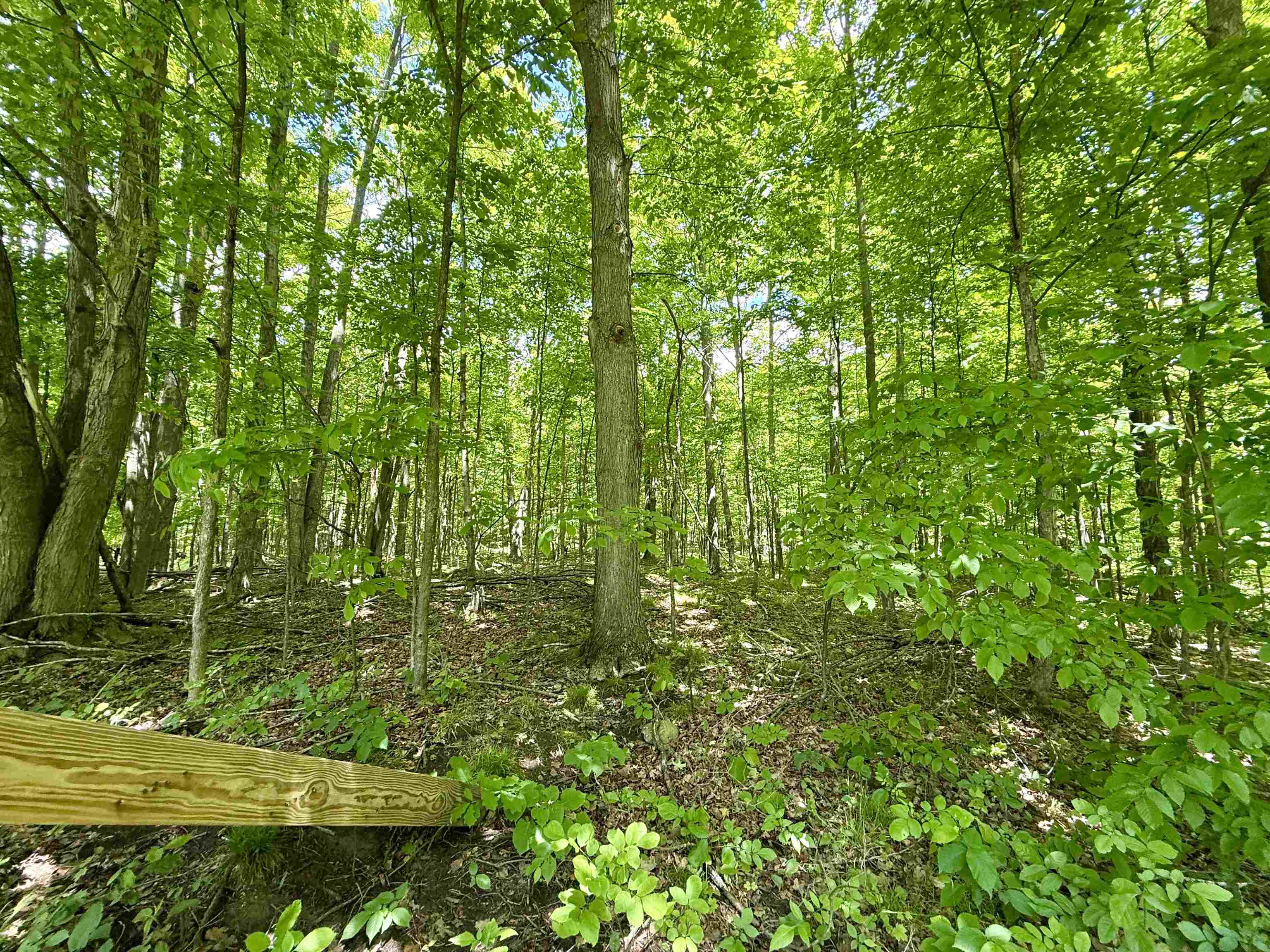 V/l Farrier Road Hillman, MI 49746 - Photo 5 of 26