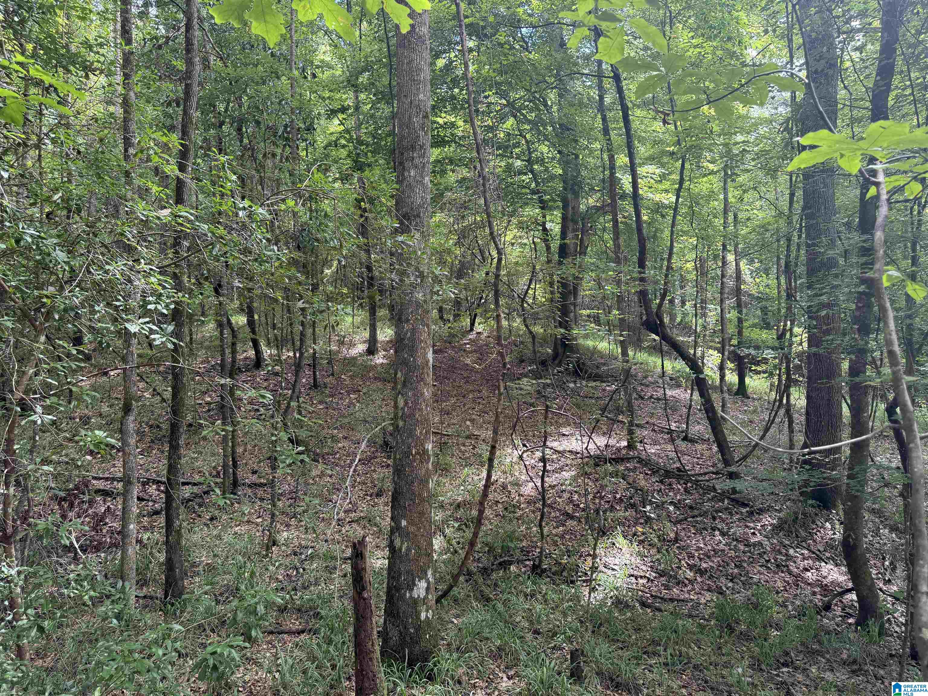 0 County Road 65 Abbeville, AL 36310 - Photo 18 of 24