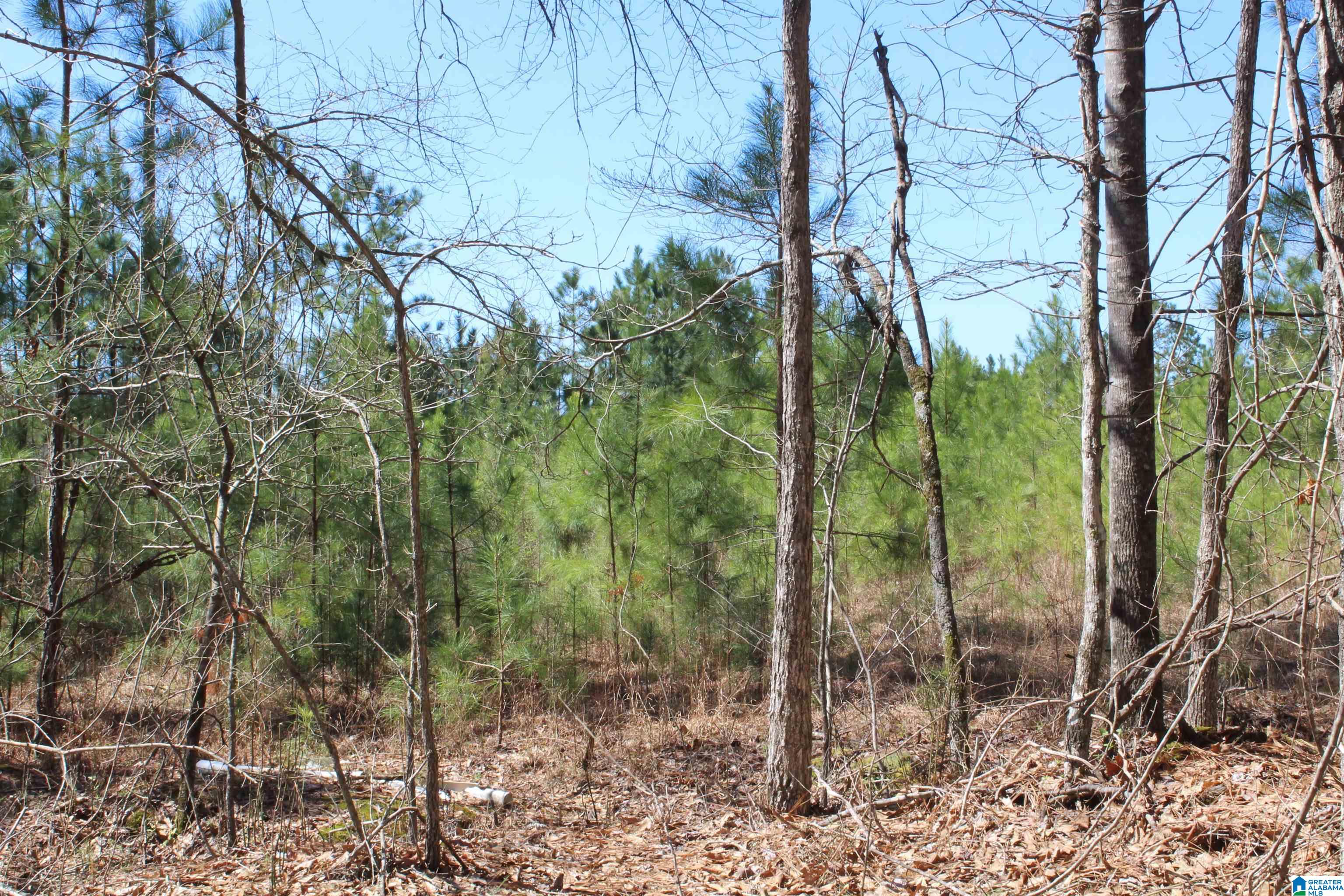 518 County Road, Unit 33 859ACRES Woodland, AL 36280 - Photo 30 of 32