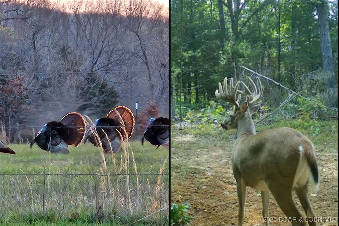 118 Uncle Dee Road Brumley, MO 65017 - Photo 54 of 57 Turkey right out back. Check out this buck.