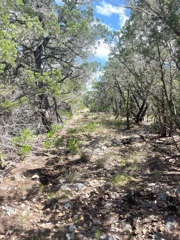 a view of a yard with a tree
